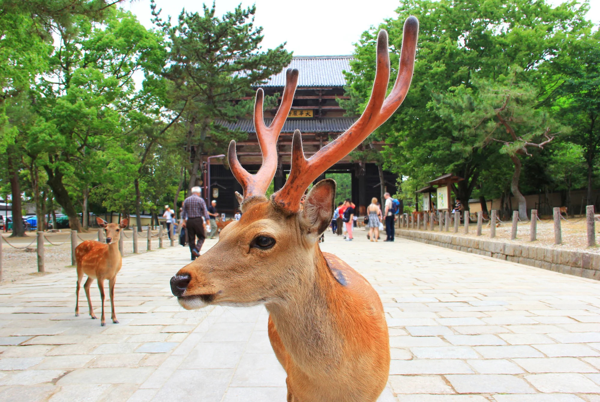 Visite de Nara