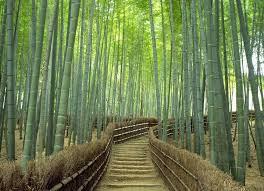 Journées Libres à Kyoto — photo 1