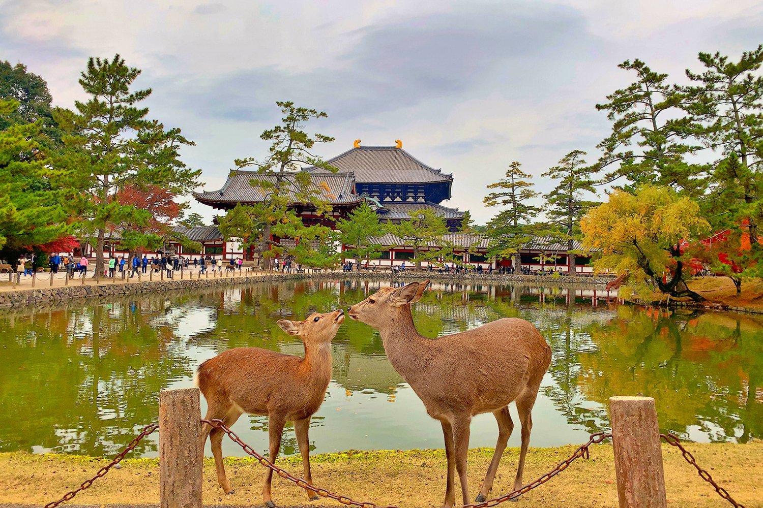 Excursion optionnelle à Nara — photo 2